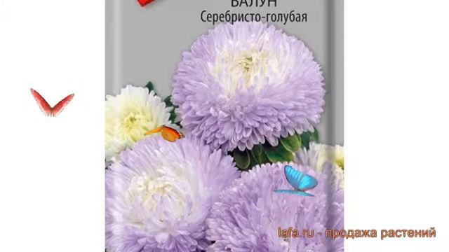 Астра обыкновенный Серебристо-голубая ? обзор: как сажать, семена астры Серебристо-голубая смотреть онлайн