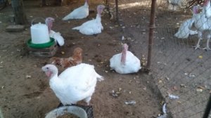 Индюки бройлеры на мясо.