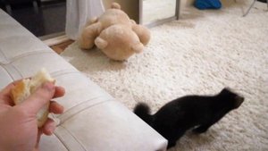Опять хлеб, когда же мясо я есть буду? Домашний соболь Дика очень любит кушать хлеб
