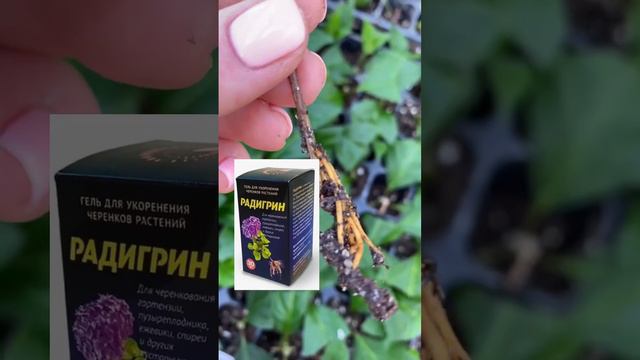 ЧЕРЕНКУЕМ КЛЕМАТИС 🌱