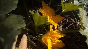 Результаты посадки кабачков на крапиву