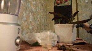 Размножение и Укоренение Черенков Рео. Быстрая пересадка в домашних условиях. Часть 1