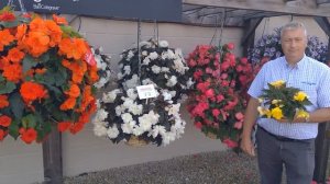 Begonia Nonstop Joy