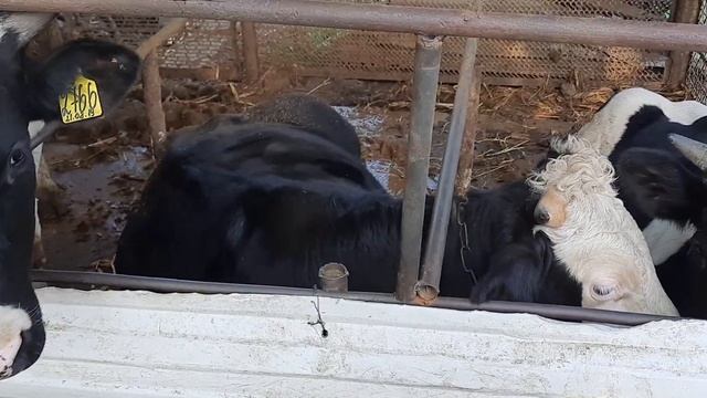 халявные корма для крс смотреть онлайн