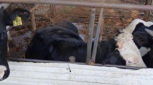 халявные корма для крс