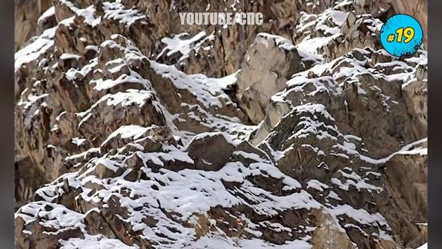 ЭТИ ЖИВОТНЫЕ ПРОСТО МАСТЕРА МАСКИРОВКИ! смотреть онлайн