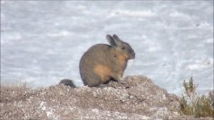 Southern Viscacha - Lagidium viscacia (Molina, 1782)