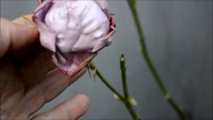 Мучнистая роса! Веду бой! Розы и мучнистая роса! Roses and  powdery mildew