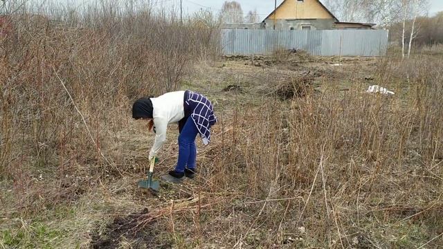 18/Расчистка вручную от кустарников, заброшенного участка земли.