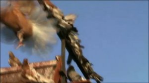 Голуби высоколетные торцовые