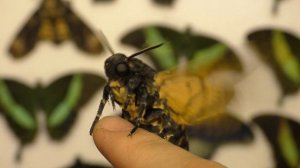 Бабочка Мертвая голова опять недовольна.  The Acherontia atropos butterfly is dissatisfied again.