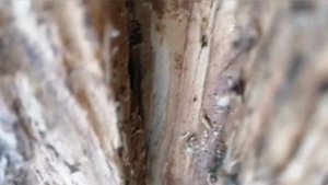 Шооооок дерево выделяет углекислый газ ????