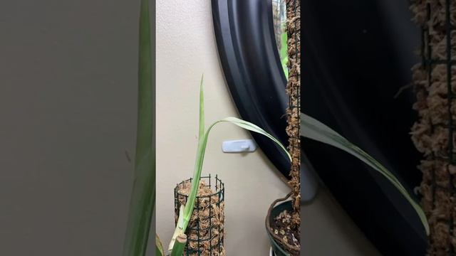 Monstera Variegata White Tiger | Yellow Marline | Tanaman Hias | Termahal artis aja gak sanggup bel