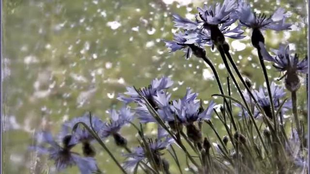 ВАСЯ ВАСИЛЕК смотреть онлайн