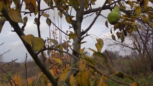 Позднезимние груши - ЗОЛОТИСТАЯ и ЗИМНЯЯ из ВИРа