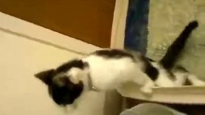 Кот писает как мужчина!