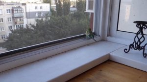 Поймали попугая на улице.