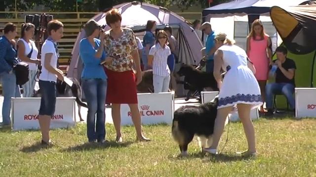 Австралийская овчарка, моно 19.07.2013, Тула, кобели ветераны смотреть онлайн