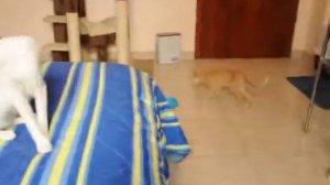 Котятам 4 месяца. Помет 3