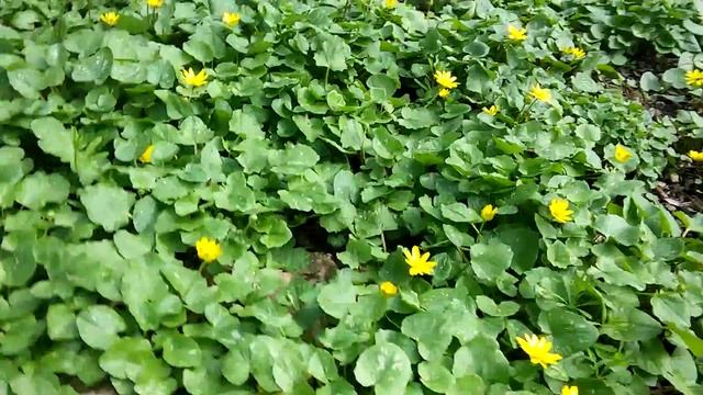 Калужница (Сaltha) лесные цветы смотреть онлайн