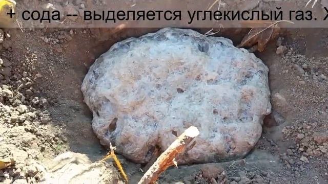 Щелочная или кислая почва  Хвощ как индикатор кислотности