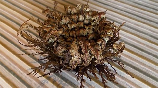 Jerihonska roža - Odpiranje смотреть онлайн