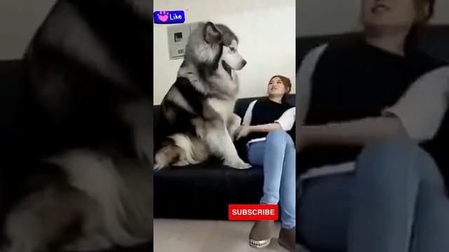 Biggest Dog Giant Alaskan Malamute