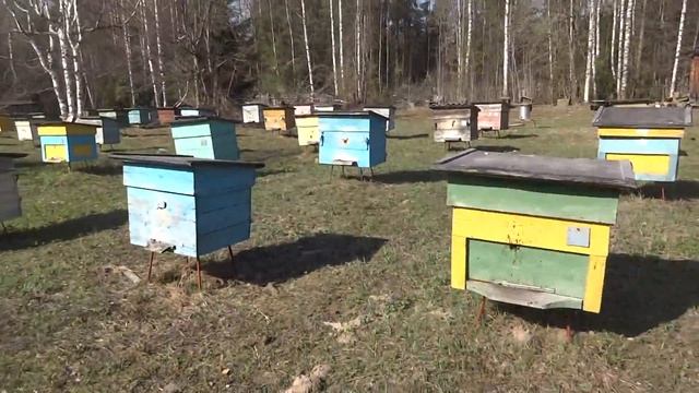 Пасека с Нуля((( Как начать заново)))))))) смотреть онлайн