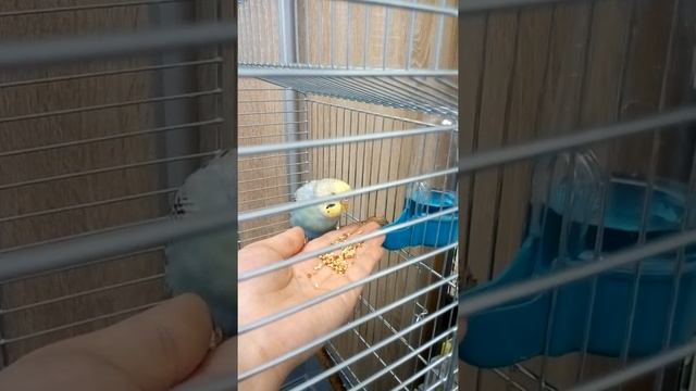 Приручение волнистого попугая. День первый. смотреть онлайн