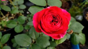 New rose 2021 - David Austin rose - Heathcliff
