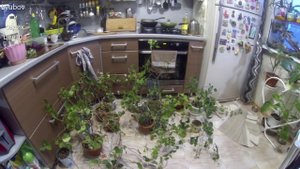 Комнатные цветы/Цветочные будни/разговариваю с вами и советуюсь/Обрезка и укоренение бугенвиллеи.