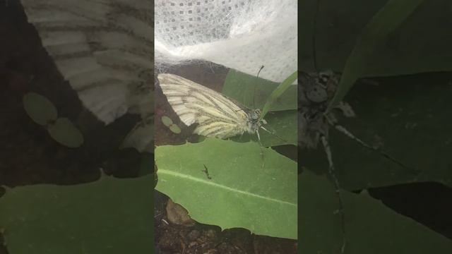 Бабочка 🦋 капустница. Гуляем смотреть онлайн