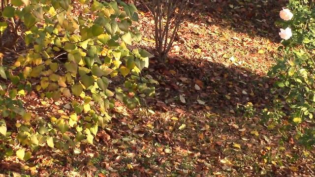 РОЗЫ В НОЯБРЕ... смотреть онлайн