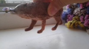 Моя коллекция фигурок волков и собак||ЗА 2 ГОДА💞||Schleich husky TV||