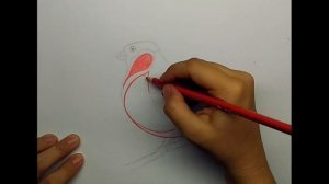 Как нарисовать снегиря Снегирь на ветке Нарисовать снегиря карандашами