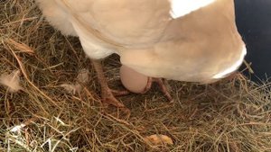 Курица снесла яйцо. Простое.