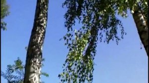 Берёзка на ветру