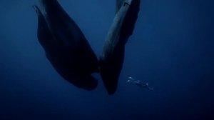 Почему Совы Так Спят  Ты Никогда Не Видел Этих Животных Спящими