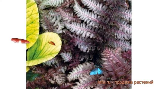 Кочедыжник ниппонский Сильвер Фолс ? обзор: как сажать, саженцы кочедыжника Сильвер Фолс