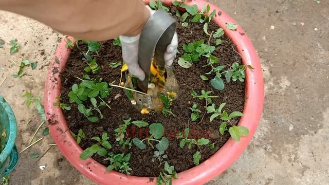Easy way to grow okra and mint plants in plastic pots at home смотреть онлайн