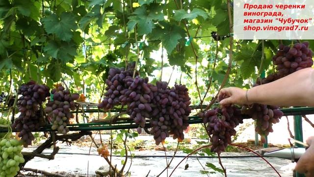 Виноград БАЙКОНУР старый добрый друг, со сладкой крупной ягодой, огромными гроздями и хорошим вкусо смотреть онлайн