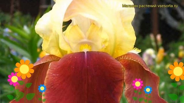 Ирис германский Бродвей Стар. Краткий обзор, описание характеристик iris germanica Broadway Star смотреть онлайн