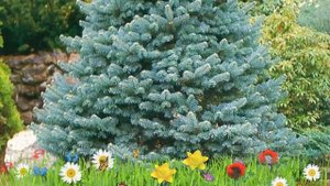 Пихта субальпийская Компакта Экстра ? Обзор: посадка и уход. крупномеры: описание и особенности