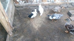 Можно ли давать уткам песок?