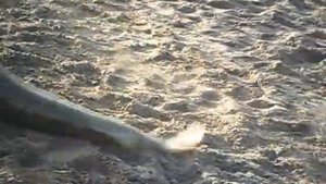 Река Тура (Болотовское)