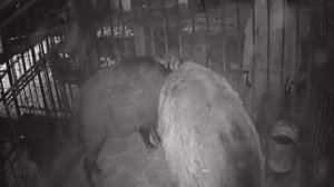 Секач монстр в холке 120см  единоличник, всё только ему.