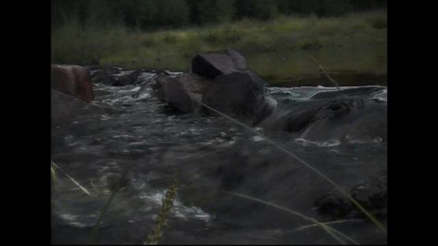 Красавица таёжная
