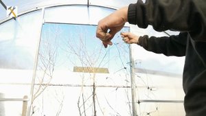 Как в парнике самому установить шпалерную сетку для огурцов