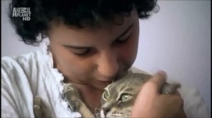 Порода кошек Австралийская мист