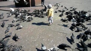 Сын гоняет голубей